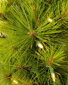 Árvore de Natal Verde Monterey Pine com Galhos Longos, Base Metálica e Micro LEDs Integrados