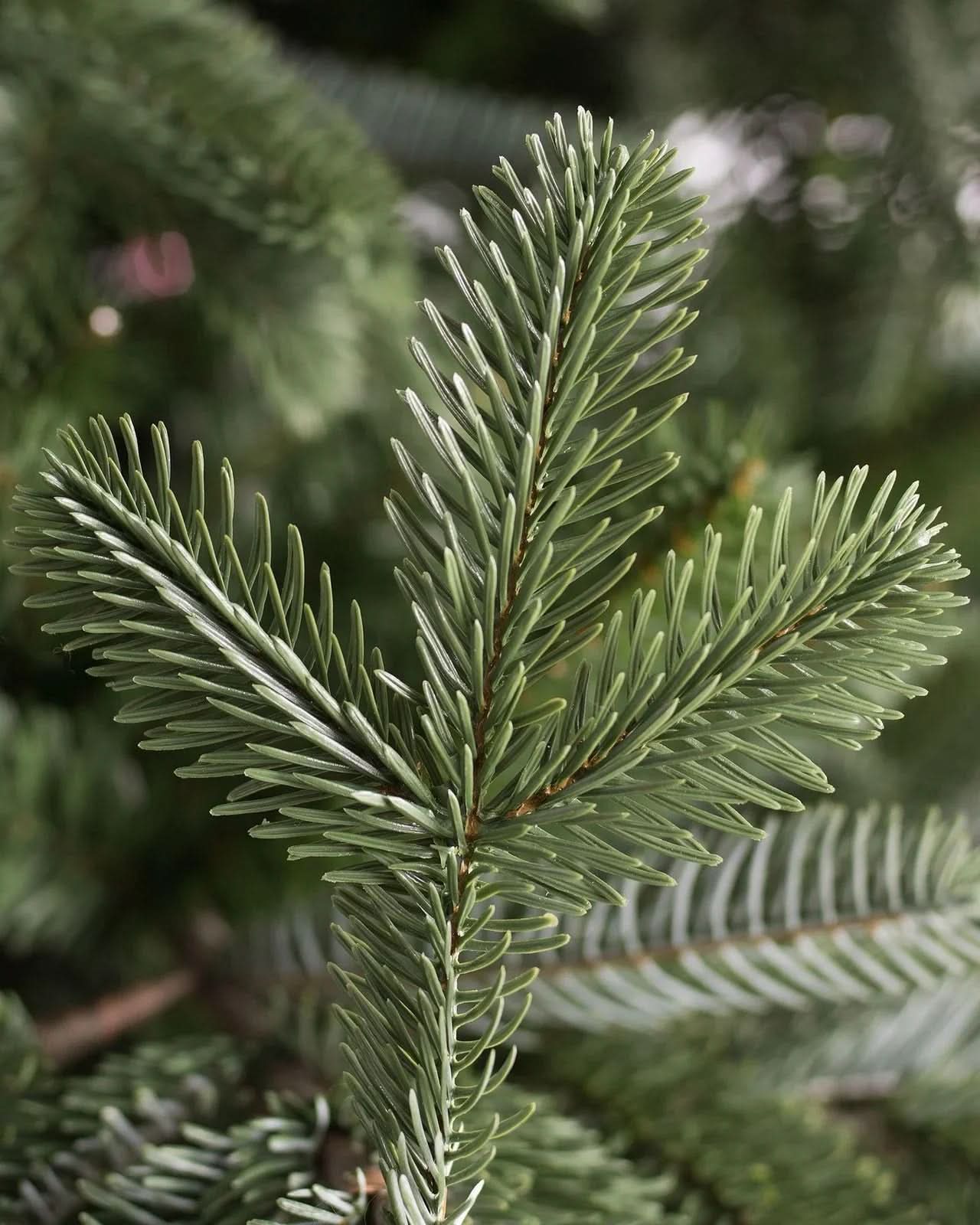 Árvore de Natal European Fir com Galhos Flexíveis, Base Metálica e Micro LEDs Integrados